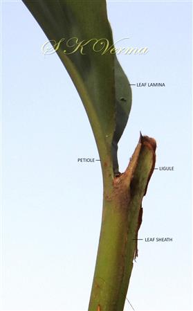  Leaf-a part